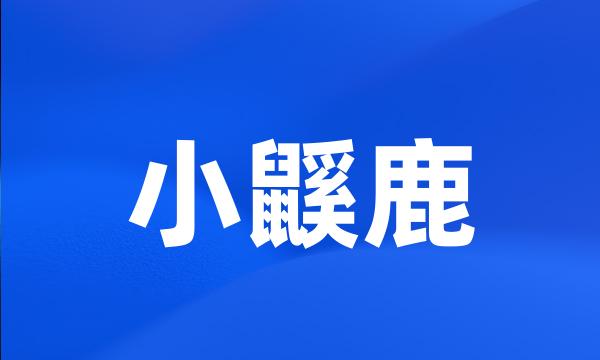 小鼷鹿