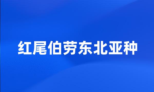 红尾伯劳东北亚种