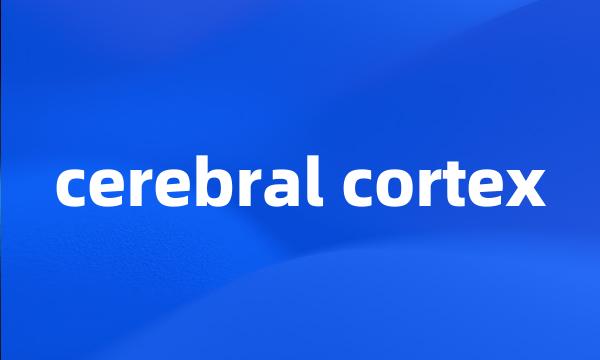 cerebral cortex