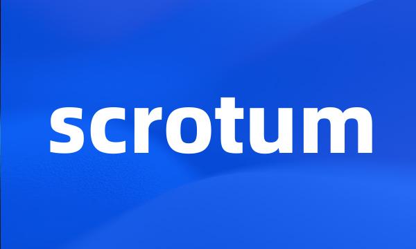 scrotum