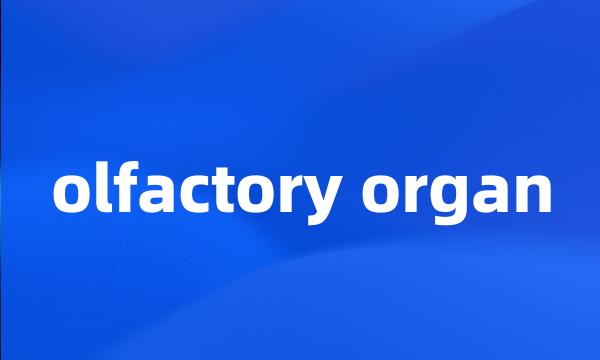 olfactory organ