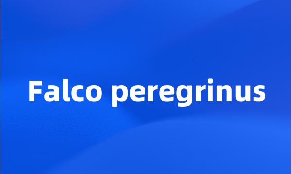 Falco peregrinus