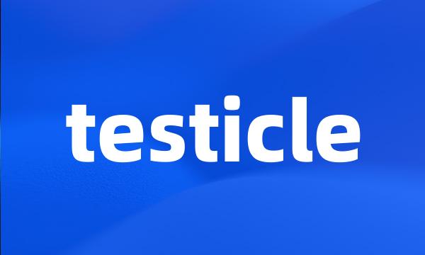 testicle