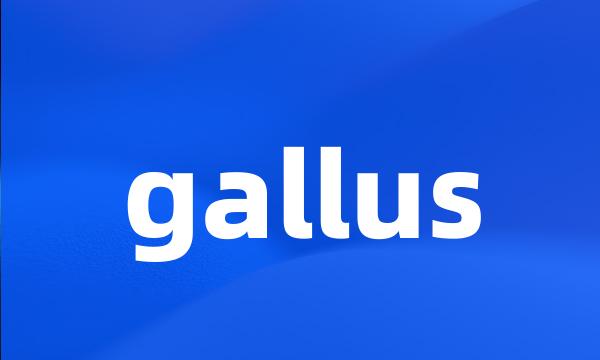 gallus