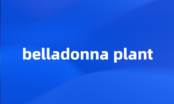 belladonna plant