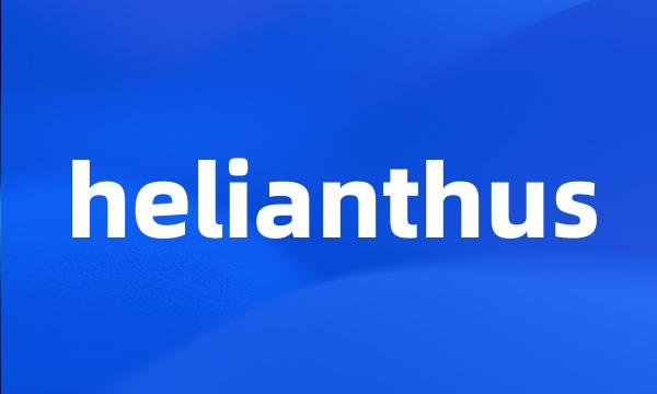 helianthus