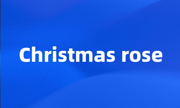 Christmas rose