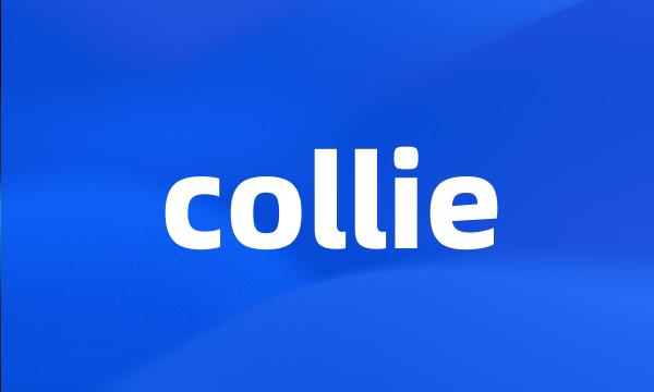 collie