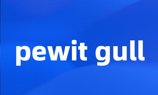 pewit gull