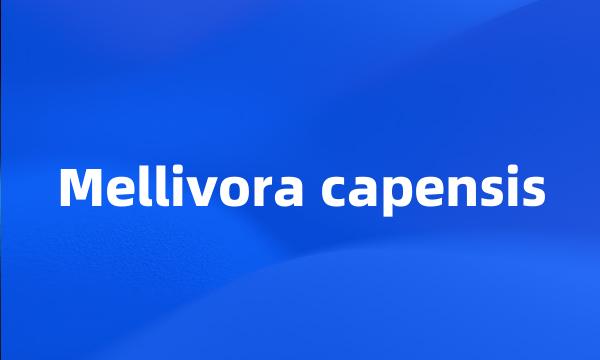 Mellivora capensis