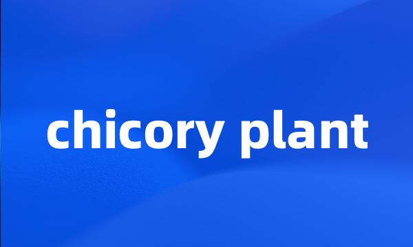 chicory plant