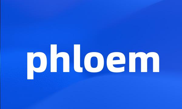 phloem