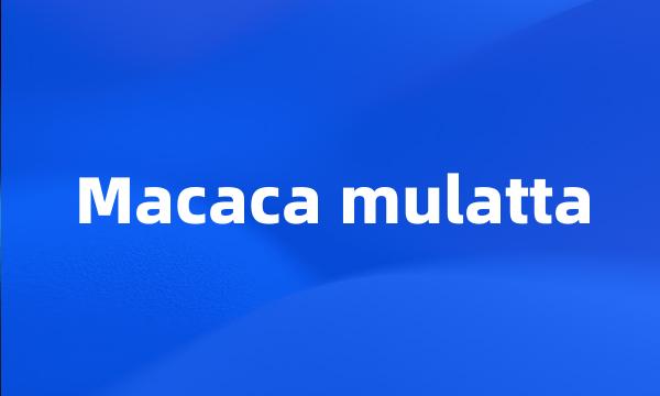 Macaca mulatta