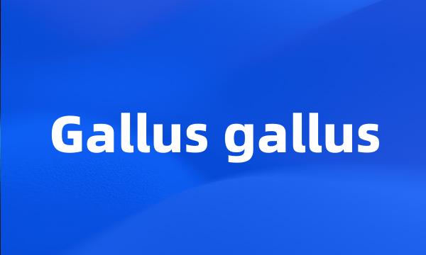 Gallus gallus