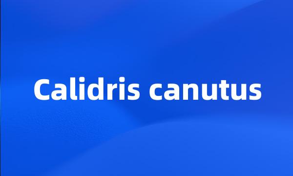 Calidris canutus