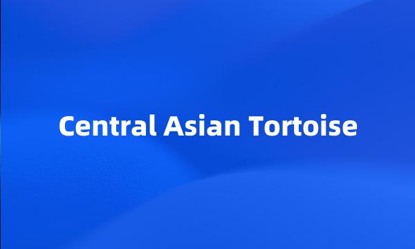 Central Asian Tortoise