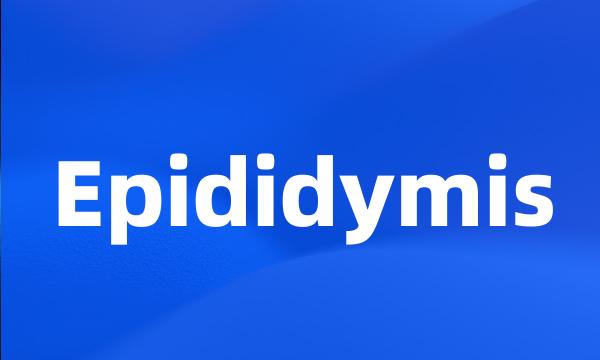 Epididymis