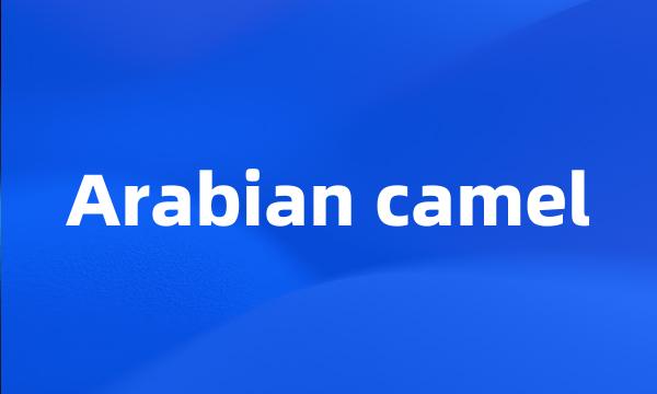 Arabian camel