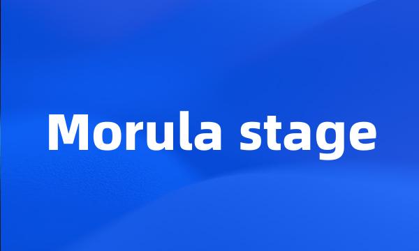 Morula stage