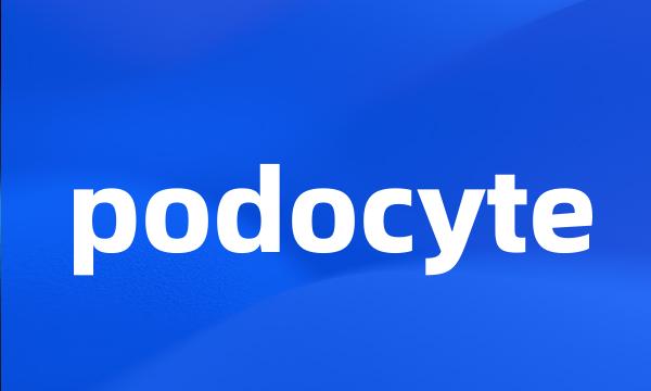 podocyte