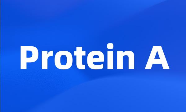 Protein A