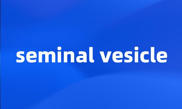 seminal vesicle