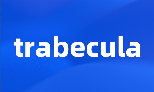 trabecula