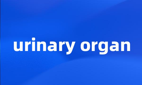 urinary organ