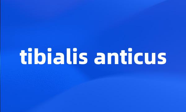 tibialis anticus