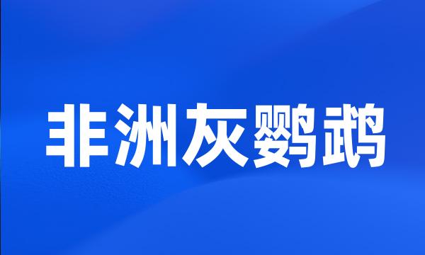 非洲灰鹦鹉